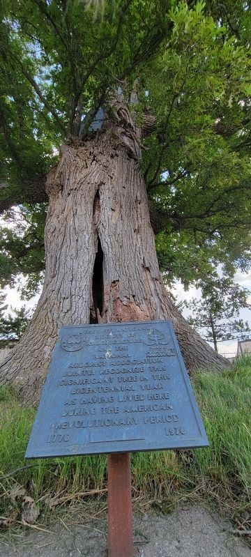 Bicentennial Tree Marker image. Click for full size.