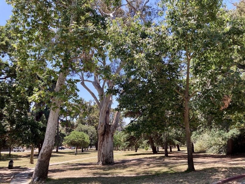 Chavez Ravine Arboretum. Click for full size. Chavez Ravine Arboretum image. Click for full size.