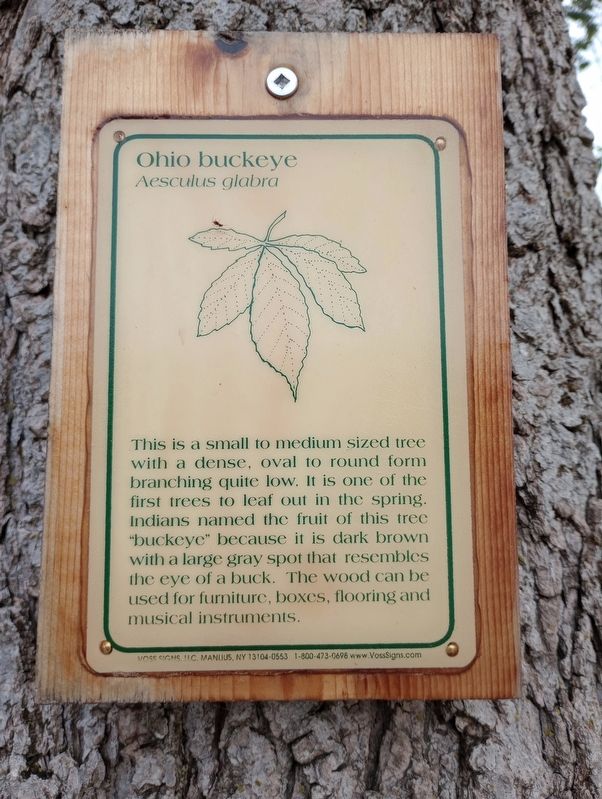 Ohio Buckeye Marker. Click for full size. Ohio Buckeye Marker image. Click for full size.