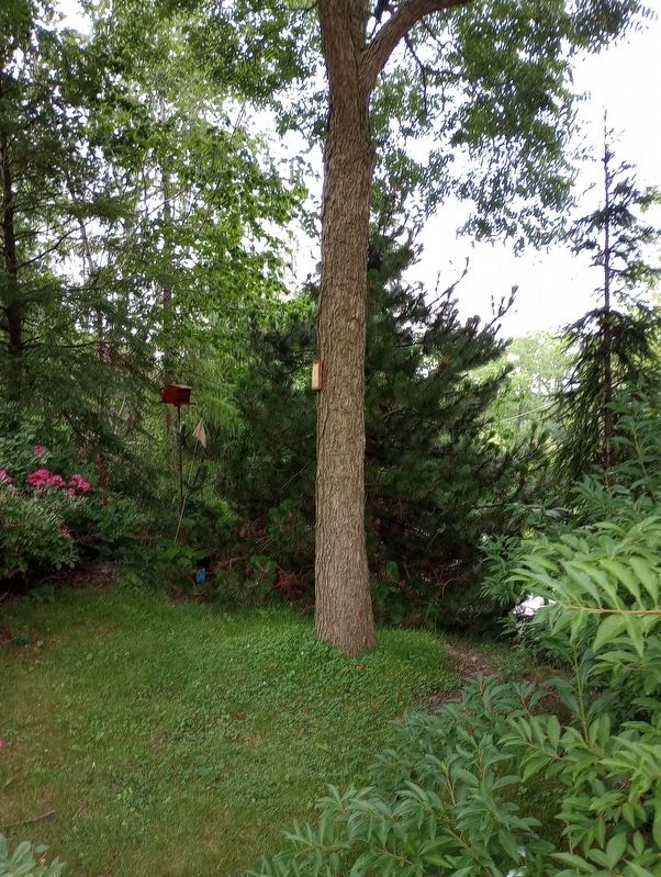 Pecan Marker. Click for full size. Pecan Marker image. Click for full size.