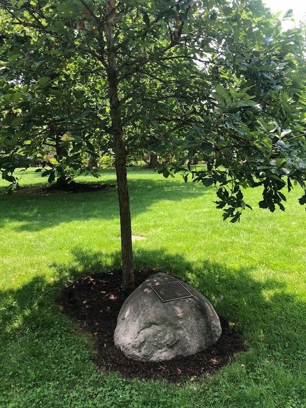 Berwyn 9/11 Memorial and "Liberty Tree" image. Click for full size.