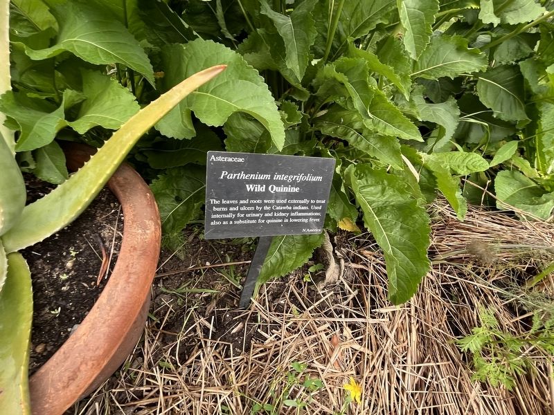<i>Parthenium integrifolium</i> Marker. Click for full size. <i>Parthenium integrifolium</i> Marker image. Click for full size.