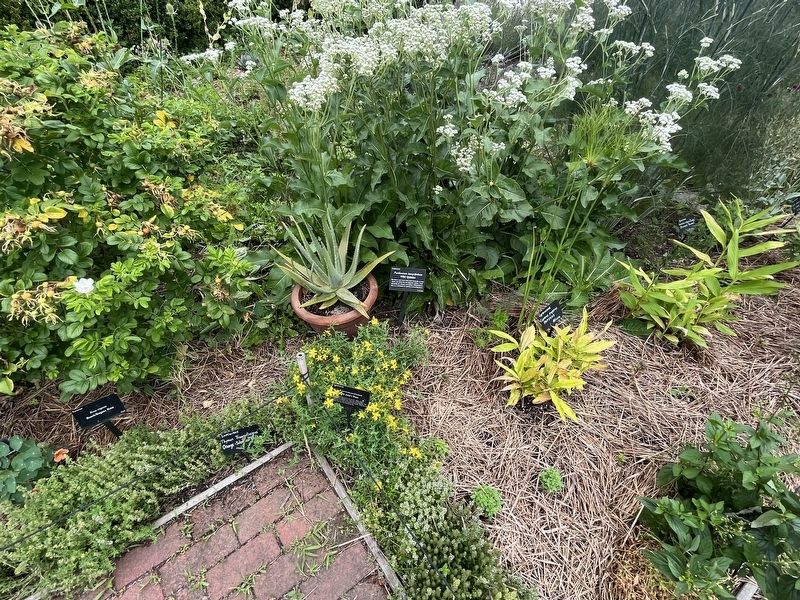 <i>Parthenium integrifolium</i> Marker. Click for full size. <i>Parthenium integrifolium</i> Marker image. Click for full size.