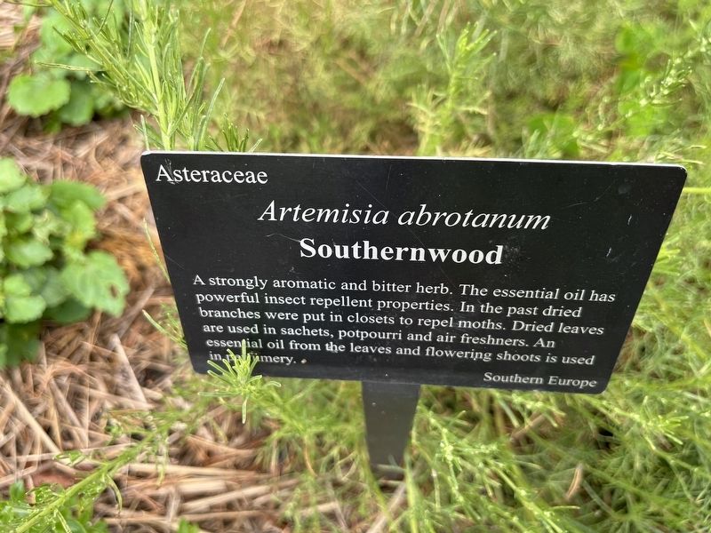 <i>Artemisia abrotanum</i> Marker image. Click for full size.