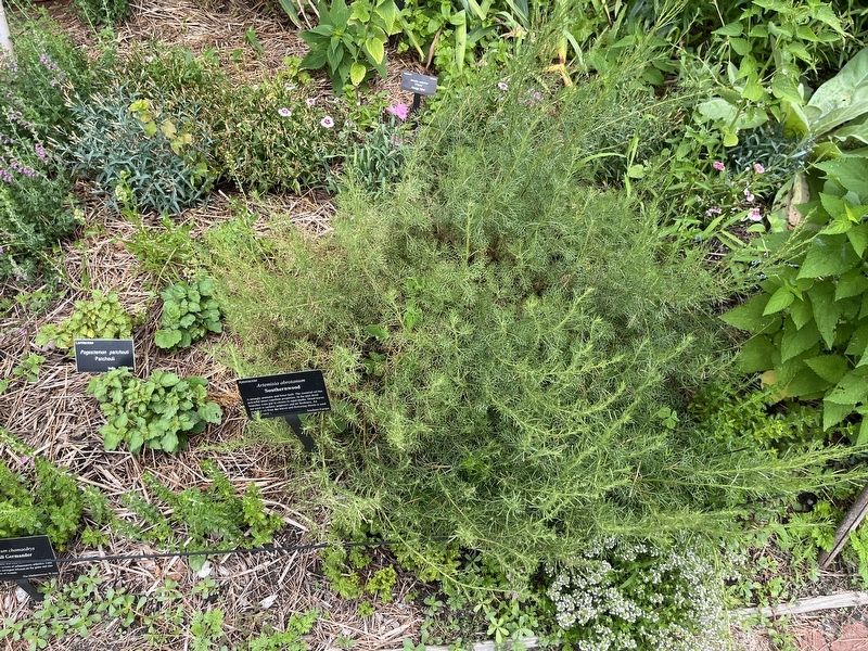 <i>Artemisia abrotanum</i> Marker image. Click for full size.