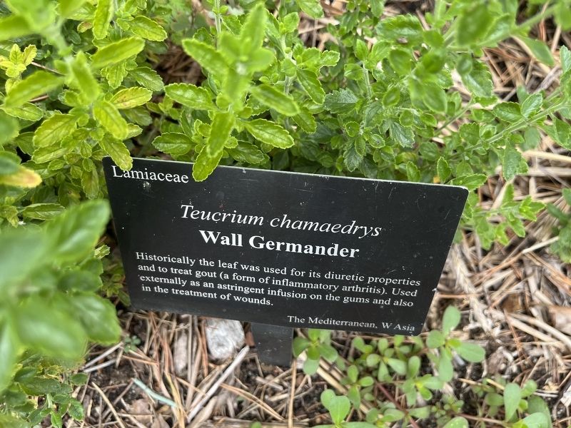 <i>Teucrium chamaedrys</i> Marker image. Click for full size.