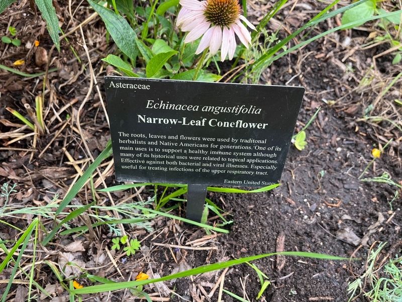 <i>Echinacea angustifolia</i> Marker. Click for full size. <i>Echinacea angustifolia</i> Marker image. Click for full size.