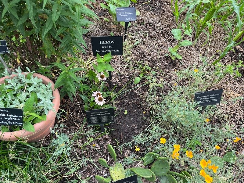 <i>Echinacea angustifolia</i> Marker. Click for full size. <i>Echinacea angustifolia</i> Marker image. Click for full size.