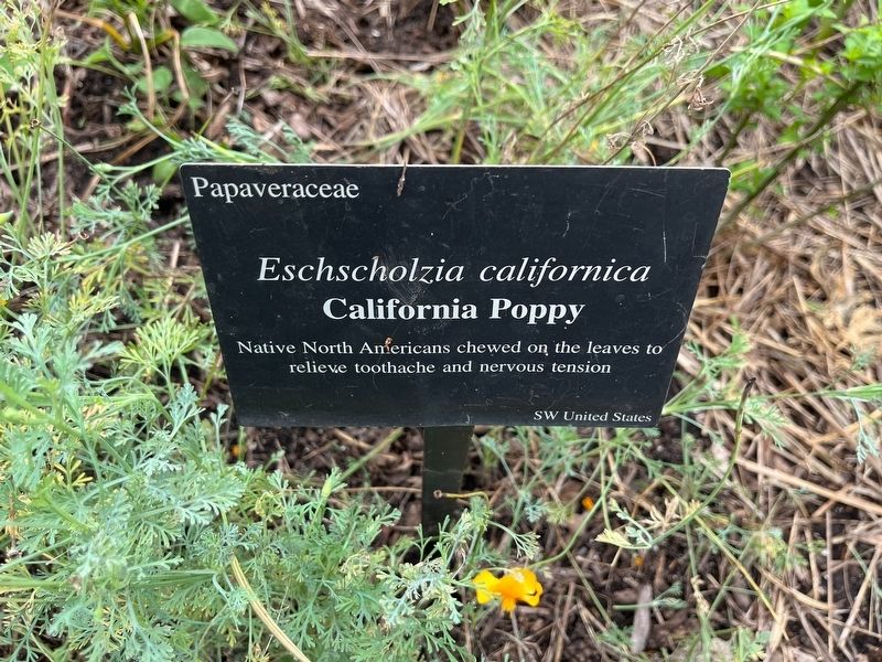 <i>Eschscholzia californica</i> Marker image. Click for full size.