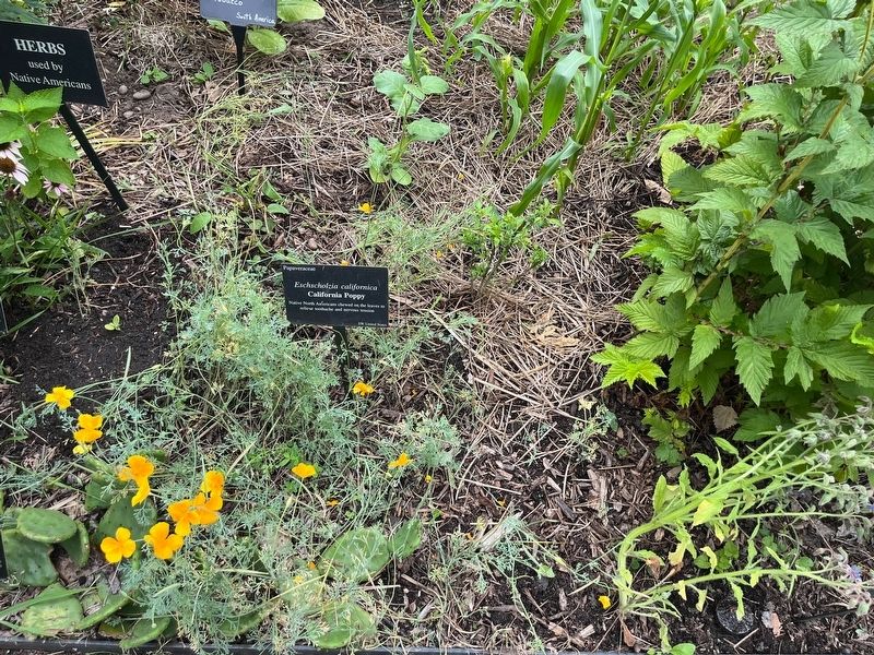 <i>Eschscholzia californica</i> Marker image. Click for full size.
