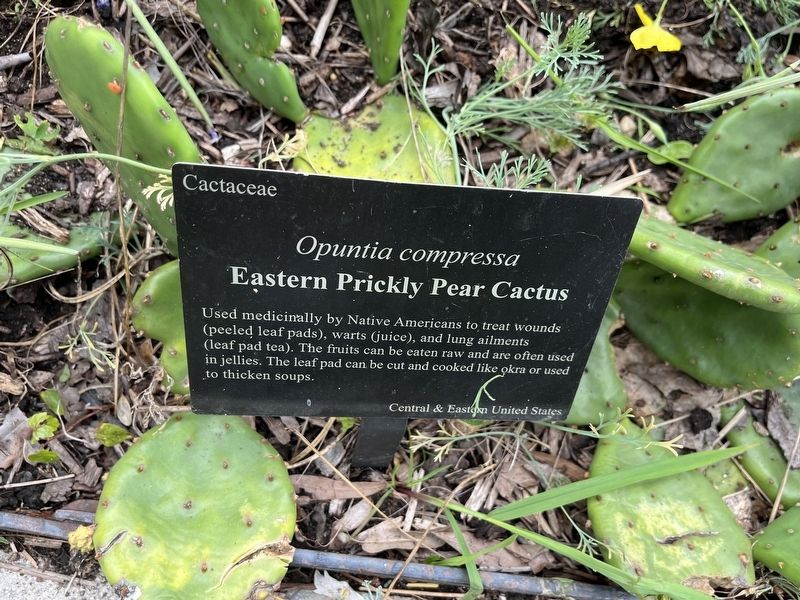 <i>Opuntia compressa</i> Marker. Click for full size. <i>Opuntia compressa</i> Marker image. Click for full size.
