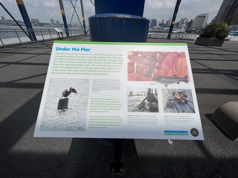 Under the Pier Marker. Click for full size. Under the Pier Marker image. Click for full size.