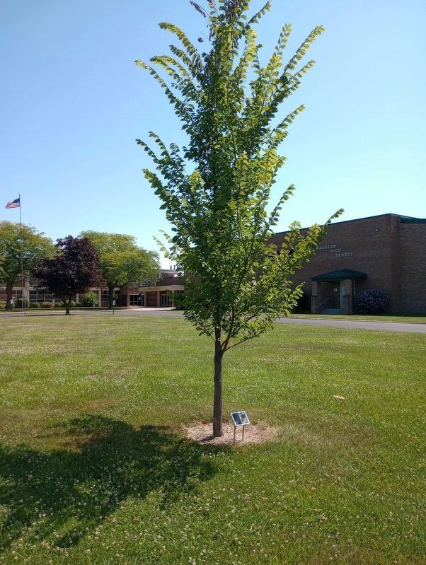 The American Elm in front of the Wauseon High School image. Click for full size.