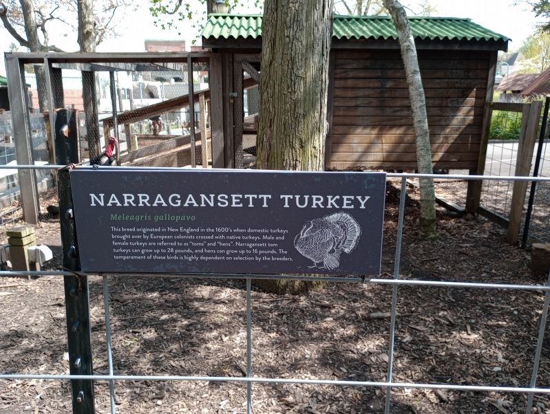 Narragansett Turkey Marker image. Click for full size.