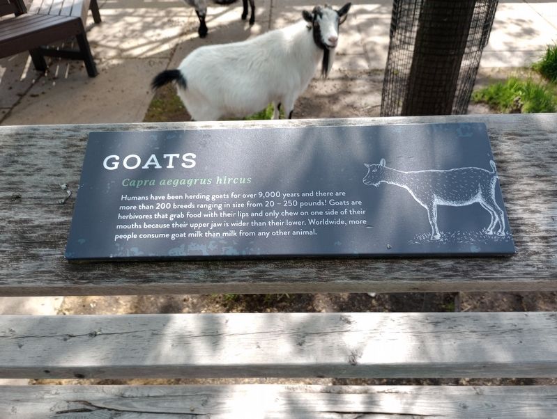 Goats Marker image. Click for full size.