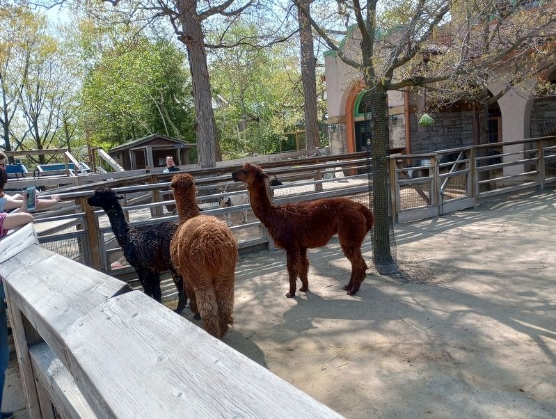 Alpacas Marker image. Click for full size.