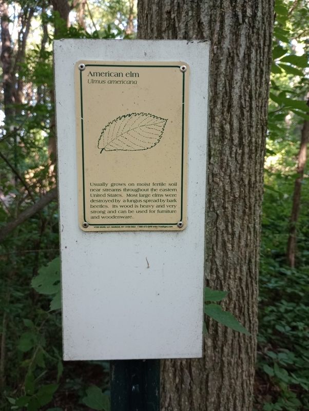 American Elm Marker. Click for full size. American Elm Marker image. Click for full size.