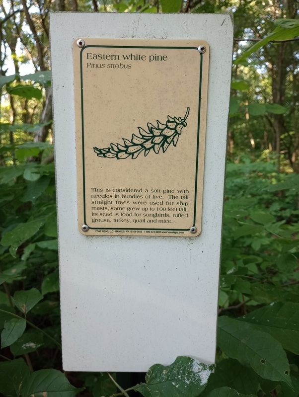 Eastern white pine historical marker