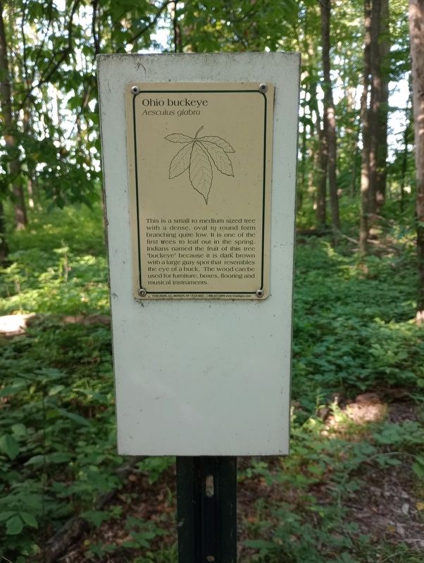 Ohio Buckeye Marker image. Click for full size.