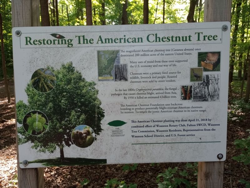 Restoring The American Chestnut Tree Marker image. Click for full size.