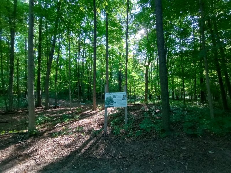 Restoring The American Chestnut Tree Marker. Click for full size. Restoring The American Chestnut Tree Marker image. Click for full size.