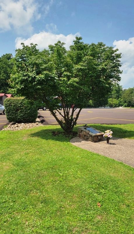 Gold Star Dogwood Tree and Marker image. Click for full size.