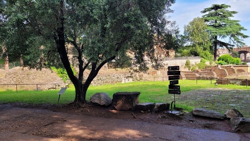 The Olive tree and Marker along the pathway. Click for full size. The Olive tree and Marker along the pathway image. Click for full size.