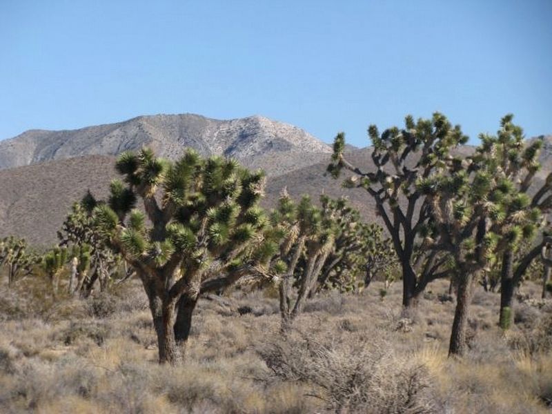 Mojave Desert image. Click for full size.