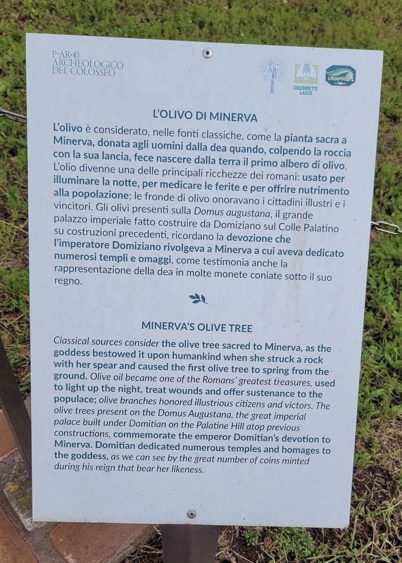L'olivo di Minerva / Minerva's Olive Tree Marker image. Click for full size.