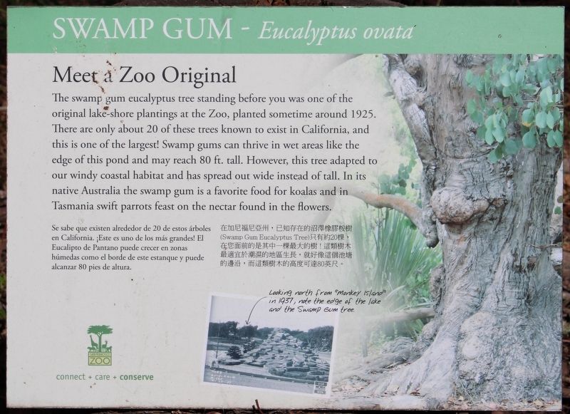 Swamp Gum Marker image. Click for full size.
