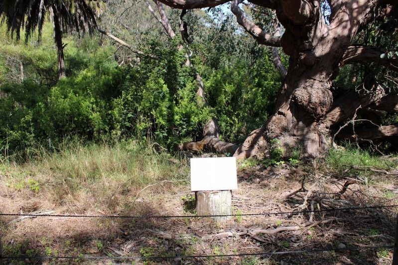 Swamp Gum Marker. Click for full size. Swamp Gum Marker image. Click for full size.
