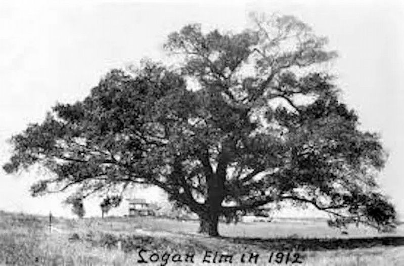 Logan Elm in 1912 image. Click for full size.