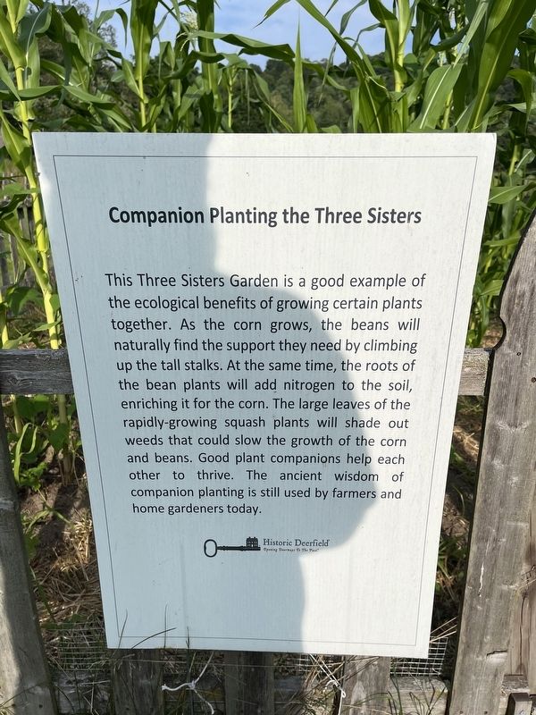 Companion Planting the Three Sisters Marker image. Click for full size.