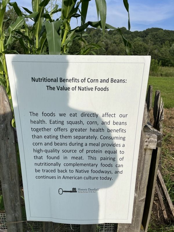 Nutritional Benefits of Corn and Beans: The Value of Native Foods Marker image. Click for full size.