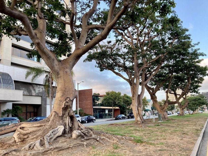 Coral Trees image. Click for full size.