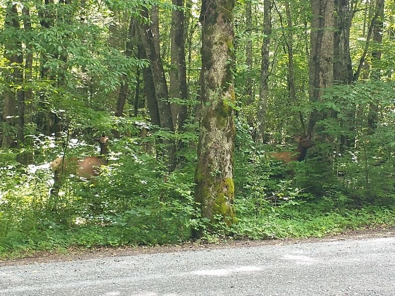 Cataloochee Elk. Click for full size. Cataloochee Elk image. Click for full size.