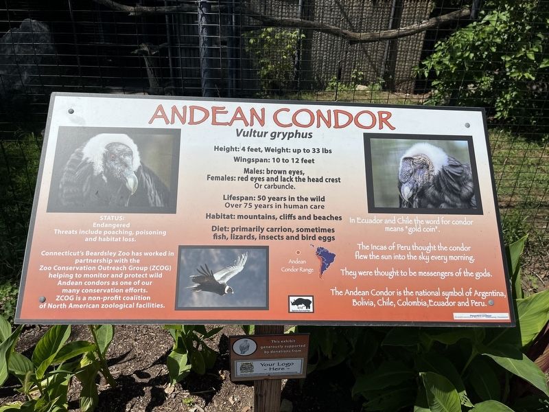 Andean Condor Marker. Click for full size. Andean Condor Marker image. Click for full size.