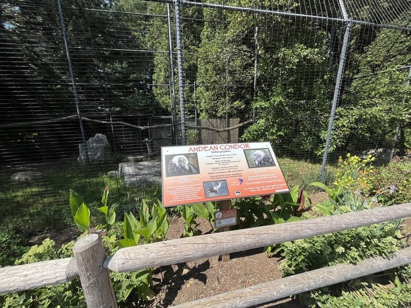 Andean Condor Marker. Click for full size. Andean Condor Marker image. Click for full size.