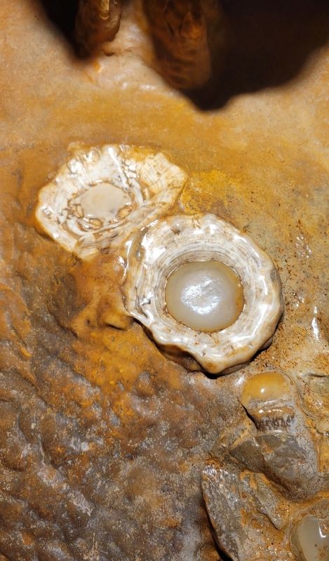 The Famous "Fried Eggs" Inside Luray Caverns image. Click for full size.