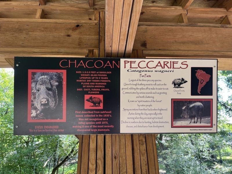 Chacoan Peccaries Marker image. Click for full size.