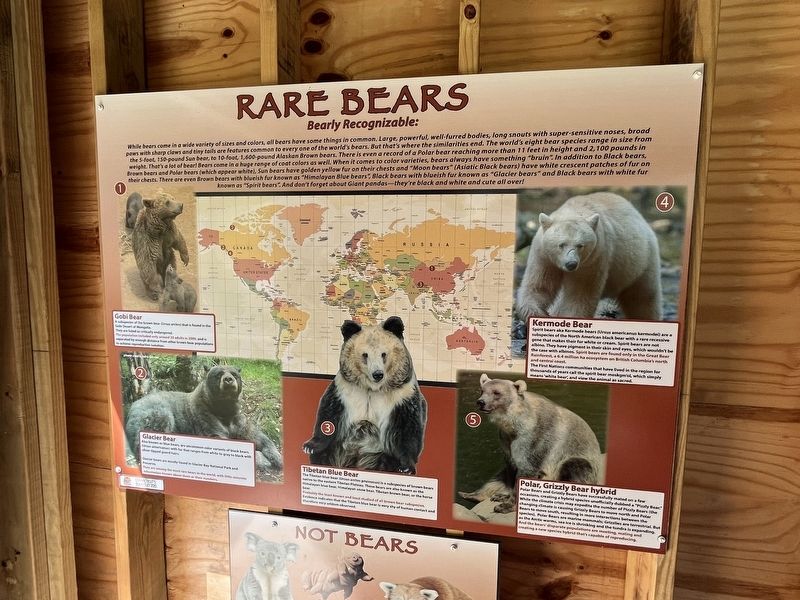 Rare Bears Marker image. Click for full size.