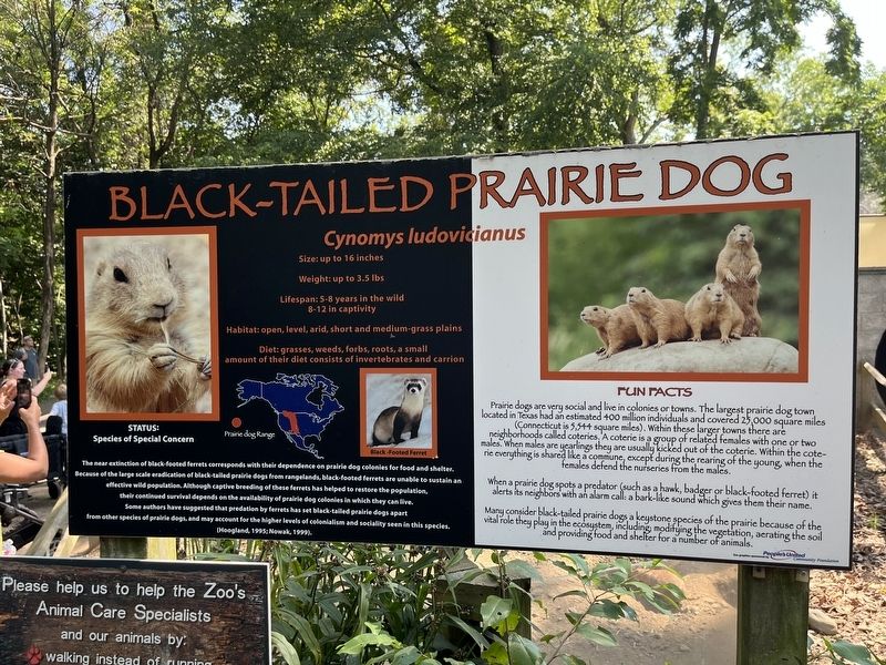 Black-Tailed Prairie Dog Marker image. Click for full size.