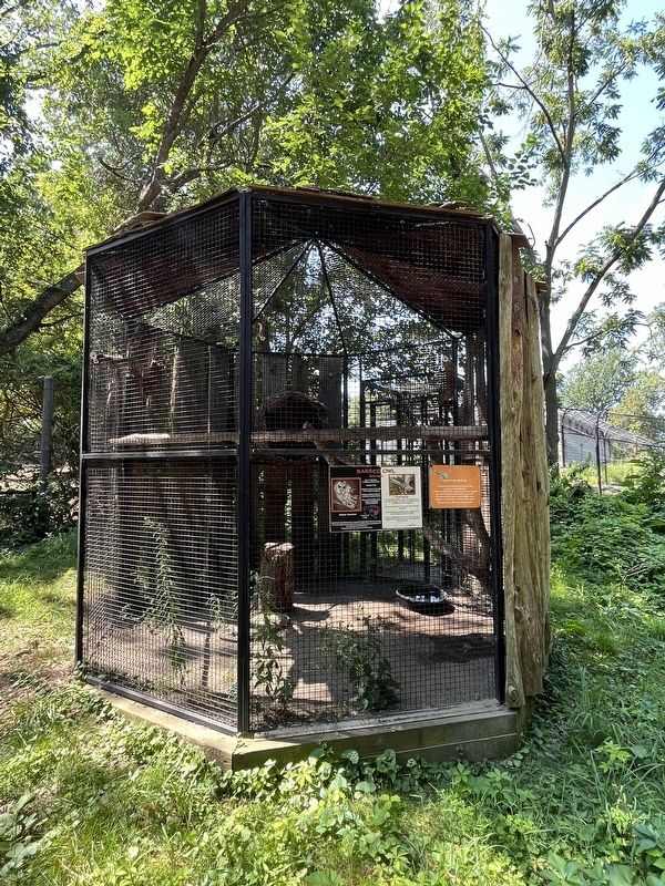 Barred Owl Exhibit. Click for full size. Barred Owl Exhibit image. Click for full size.