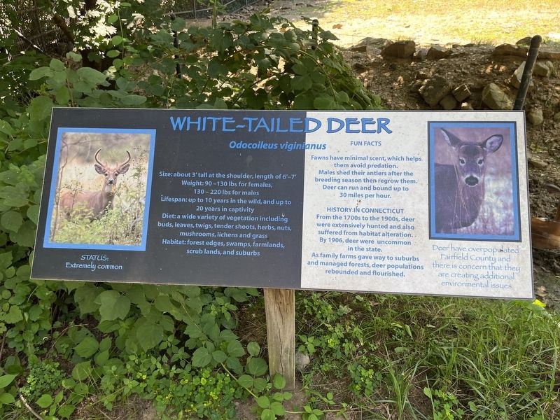 White-Tailed Deer Marker image. Click for full size.