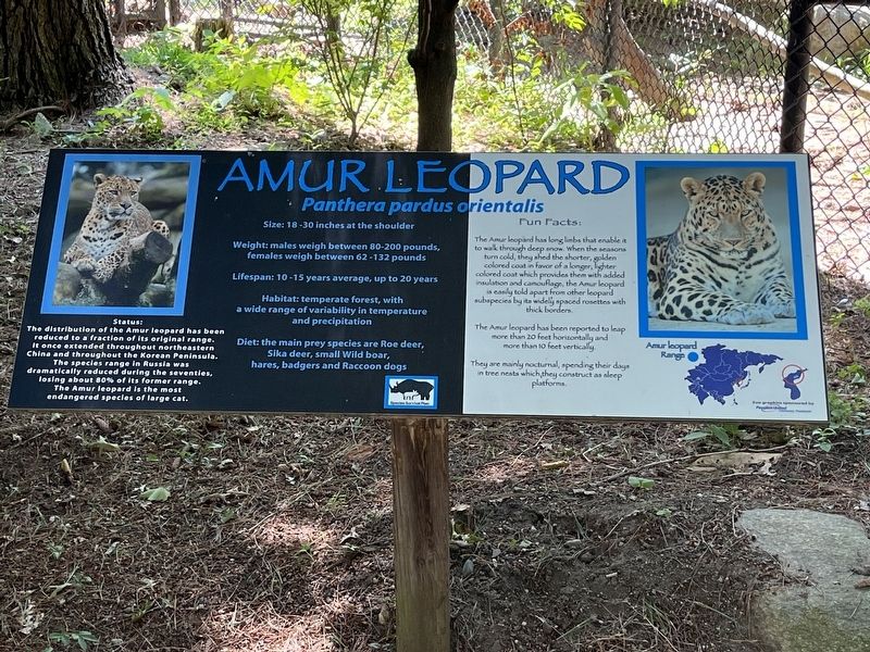 Amur Leopard Marker. Click for full size. Amur Leopard Marker image. Click for full size.