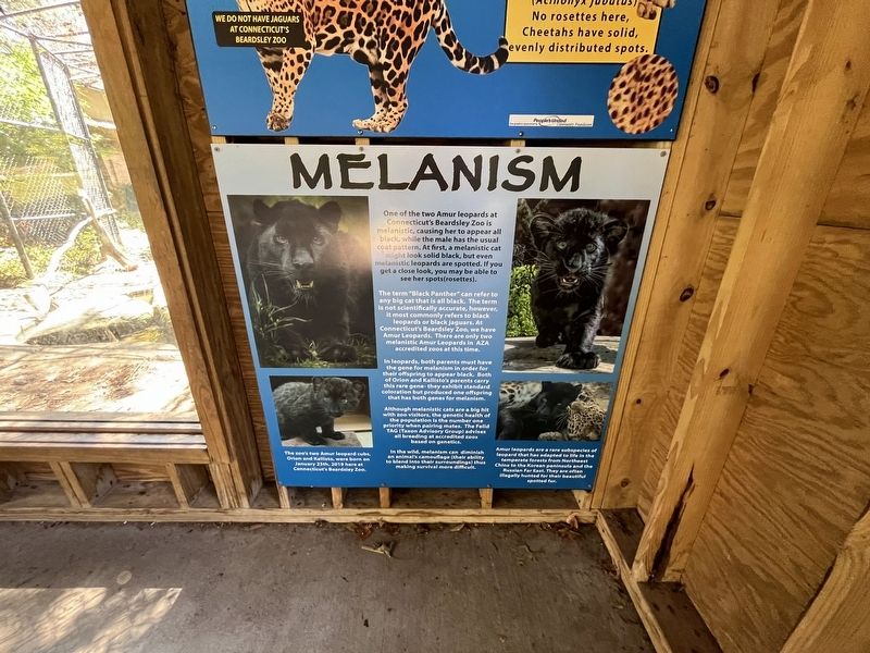 Melanism Marker. Click for full size. Melanism Marker image. Click for full size.