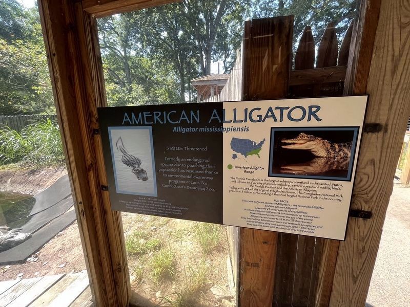 American Alligator Marker image. Click for full size.