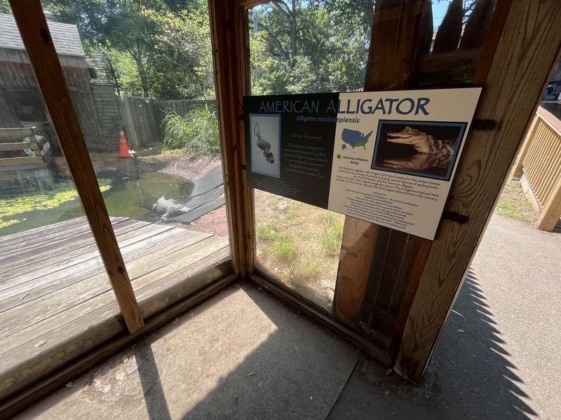 American Alligator Marker image. Click for full size.
