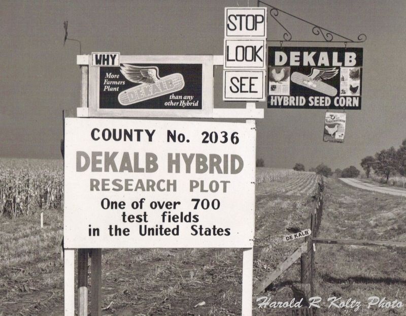 DeKalb Hybrid Research Plot image. Click for full size.