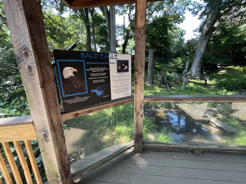 Bald Eagle Marker image. Click for full size.